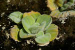 Water lettuce